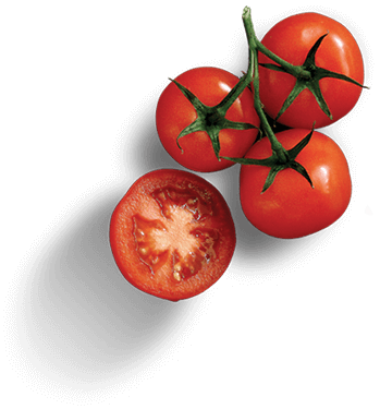 Tomato decorative